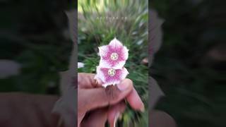 🤯 அழகிய ஊசிப்பாலை⁉️ Rosy milkweed vine flower  abithaakk herbal flowers shortsfeed shorts [upl. by Florenza]