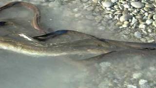 Birdlings Flat NZ EELS [upl. by Hoopen]