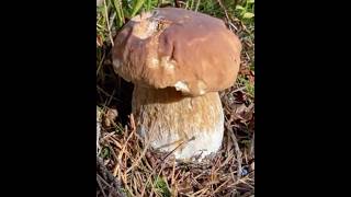 Finland legendary Forest 🍄‍🟫fungi porcini nature boletusedulis mushroom [upl. by Enirbas]