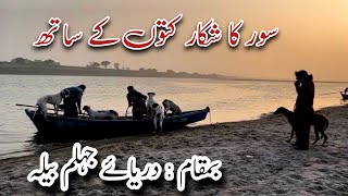 SOOR KA SHIKAR  PIG HUNTING WITH DOGS  WILD BOAR HUNTING IN RIVER JHELUM 2024 [upl. by Ainoet992]