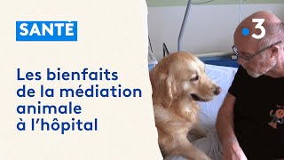 Médiation animale  une chienne pour aider les malades de la polyclinique des Bleuets de Reims [upl. by Lynelle]