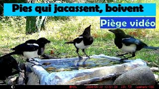 PIES QUI JACASSENT BOIVENT  Pie Bavarde [upl. by Darra890]