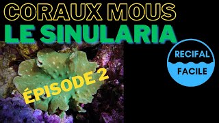 Le Sinularia  Episode 2 Coraux Mous [upl. by Asilef]