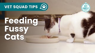 How Do You Feed a Fussy Cat [upl. by Maurie]