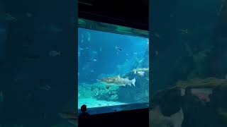 familyoutingday Mauritius odysseo oceanarium vacation youtubeshorts [upl. by Emogene]