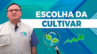 Escolha da Cultivar e Características Comerciais de Feijão  Dr Maurisrael Rocha EMBRAPA [upl. by Nihsfa]