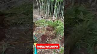 farming bamboo Bambusa polymorpha [upl. by Halford]