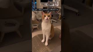 Aww my talkative cat cat catlover funny meowingtv cutecat kitten cute cutecates shotfeed [upl. by Uehttam]