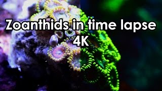 Zoanthids in time lapse  4K [upl. by Cicily]