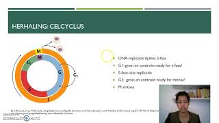 DNA replicatie en celcyclus HAVO [upl. by Yarahs126]