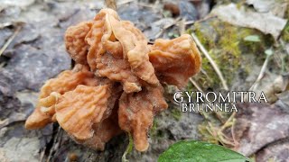 WHAT FALSE MORELS CAN TEACH US Hunting Gyromitra brunnea [upl. by Ellinger]