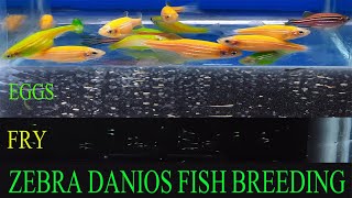 How To Breed Zebra Danios  Green Zebra Danio Fish Breeding [upl. by Sancha245]