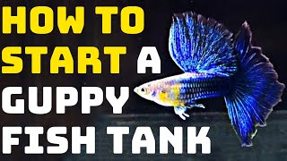 How To Start A Guppy Fish Tank  Guppy Channel [upl. by Singh]