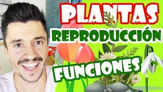 La reproducción de las plantas para niños [upl. by Enelyahs569]