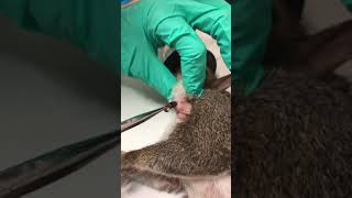 Cuterebra removal from a squirrel [upl. by Linehan]