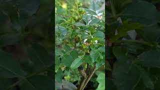 Update Pfefferbaum 🌿🌿🌿Zanthoxylum simulans am 28724 [upl. by Akital]