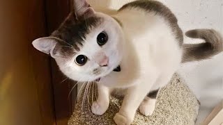 Most hilarious CATS that will make you LAUGH Best CAT VIDEOS 2024 [upl. by Uranie438]