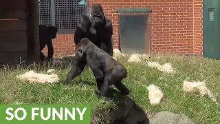 Baby Gorillas Raised By Humans at Cincinnati Zoo [upl. by Dickie]