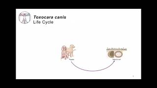 Group 7 Toxocara canis [upl. by Wystand]