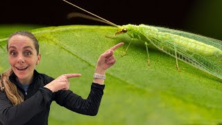 Green Lacewings Why Theyve Earned The Nickname the Aphid Lion [upl. by Chrissie]