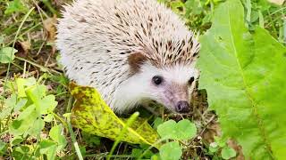 Hedgehog The Cutest Small Animals Kept As Pets [upl. by Corel399]