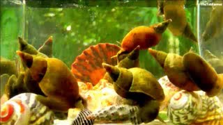 Pond Snails  TimeLapse [upl. by Aidni]