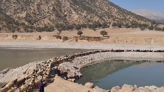 The hardworking Bakhtiari nomads have been migrating in this way for thousands of years [upl. by Franciska]