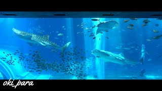 【沖縄】美ら海水族館 黒潮の海 水槽Okinawa Churaumi Aquarium okipara Relaxation 3 Hours 4K [upl. by Anwahsiek]