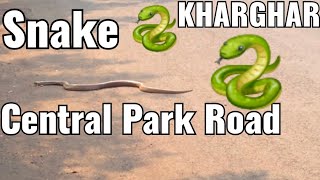 BIG SNAKE CROSSING ROAD IN KHARGHAR CENTRAL PARK [upl. by Ahtela]