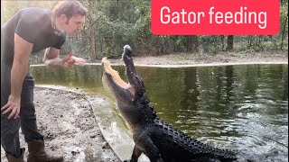 Gator feeding amp sanctuary vlog [upl. by Fortin]