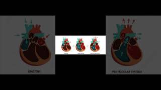 A level biology edexcel A Cardiac cycle [upl. by Akiemahs]