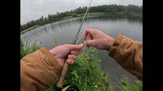 FLY FISHING ALASKA WITH NEW SPECIES [upl. by Zetram]