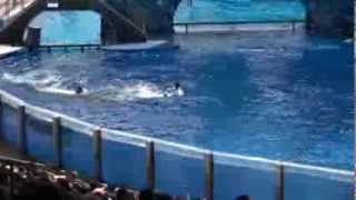 Killer whale kills trainer at Orlandos Sea World Dawn Brancheau Rip [upl. by Aloiv]