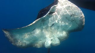 Snorkelen op La Palma [upl. by Garvy]