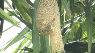 Weaver Bird building Nest  Bird Nesting Stages In Cambodia [upl. by Cos]