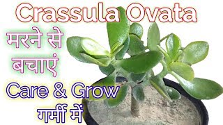 Crassula Ovata plant careHow to Grow amp Care Crassula Ovata in SummerCrassula Ovata Careing tips [upl. by Annaiv]