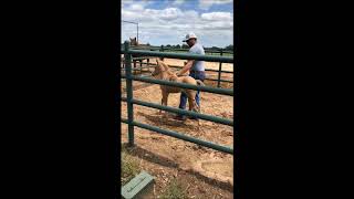 Clinton Anderson Set Your Foal Up for Success  Downunder Horsemanship [upl. by Charry]