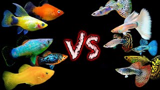 Two Great Community Fish But Which One is BETTER Guppy vs Platy Showdown [upl. by Meekah539]