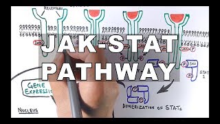 JAKSTAT Signalling Pathway [upl. by Ennail614]