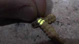 Glow worms in South Africa Lampyridae [upl. by Aldis]