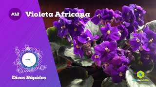 Dicas rápidas  Violeta Africana 12 [upl. by Staci]