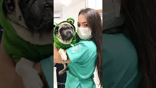 💖Veterinaria💖 rumoaos5k naoflopa viralshort vizualiza [upl. by Jerry]