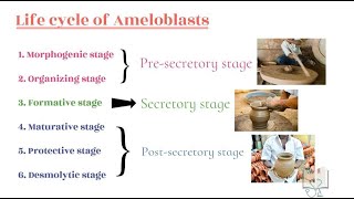 Life cycle of Ameloblast [upl. by Abil]