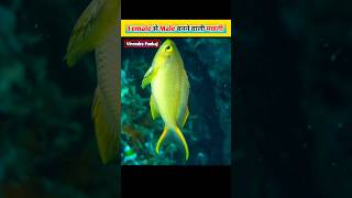 This fish can change her gender ॥ Anthias fish ॥ Virendra Pankaj amazing facts shorts [upl. by Ky]