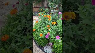 Zinnias from seed fyp homeandgarden zinnias gardenideas gardenbed gardenvibes zinniaseeds [upl. by Nyliak]