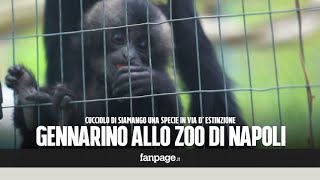 Ecco Gennarino il cucciolo di siamango in via di estinzione è nato nello zoo di Napoli [upl. by Neils]