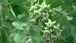 Mangrove tree fruiting Malaysia 20180420122136m2ts [upl. by Rask5]