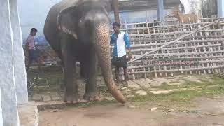 Pottalpudur Dargah elephant [upl. by Htebasil]