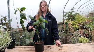 Pruning abutilons  Burncoose Nurseries [upl. by Herrah]