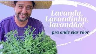 250 Mudas de Lavanda Dentata na Estrada 🌱 Vem Comigo Descomplicar o Plantio  A Santa Lavanda [upl. by Letnom]